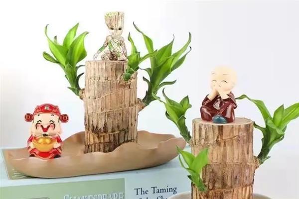 怎么养格鲁特小树人盆栽，需要每隔1周换一次水