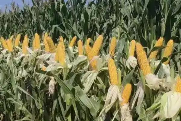 郑单326玉米的种植要点,通常在6月中旬前进行播种