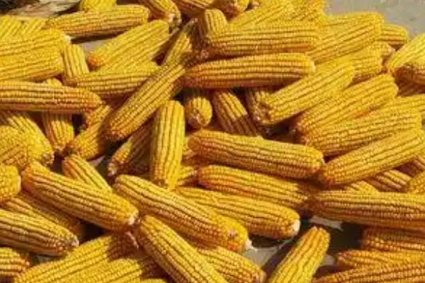 郑单326玉米的种植要点,通常在6月中旬前进行播种