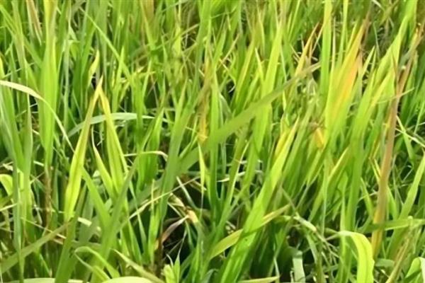 水稻药害的现象有什么，常表现出黄化褪绿、病斑坏死等