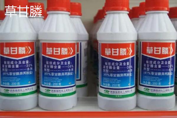 水稻药害的现象有什么，常表现出黄化褪绿、病斑坏死等