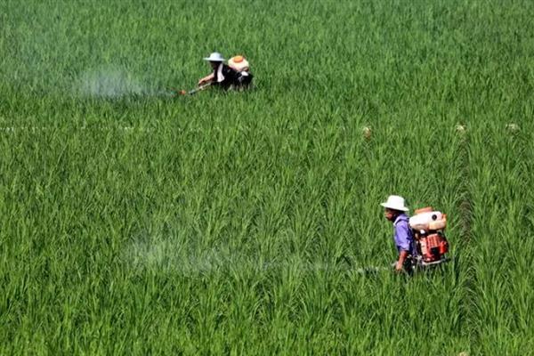 水稻药害的现象有什么，常表现出黄化褪绿、病斑坏死等