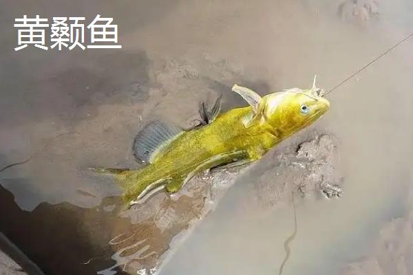 用4号伊豆钩野钓的效果,适合钓鲫鱼且兼钓鲤鱼