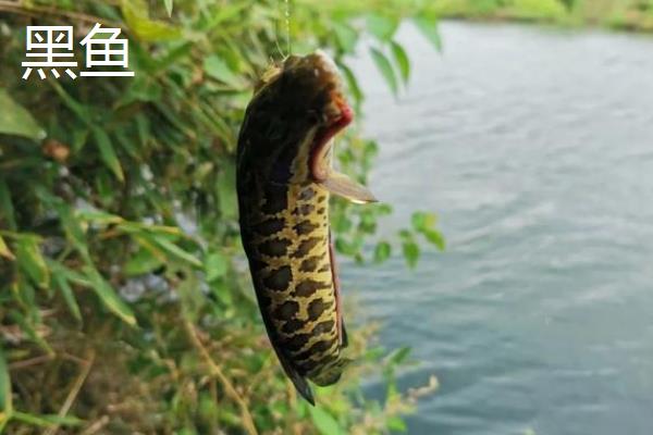 用4号伊豆钩野钓的效果,适合钓鲫鱼且兼钓鲤鱼