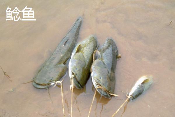 用4号伊豆钩野钓的效果,适合钓鲫鱼且兼钓鲤鱼