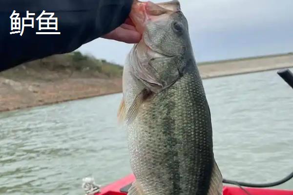 用4号伊豆钩野钓的效果,适合钓鲫鱼且兼钓鲤鱼