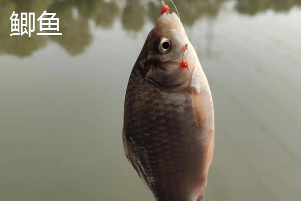 用4号伊豆钩野钓的效果,适合钓鲫鱼且兼钓鲤鱼