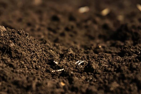 乒乓菊何时播种,选在4月份左右可提高发芽率