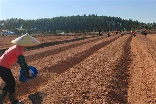 乒乓菊何时播种,选在4月份左右可提高发芽率