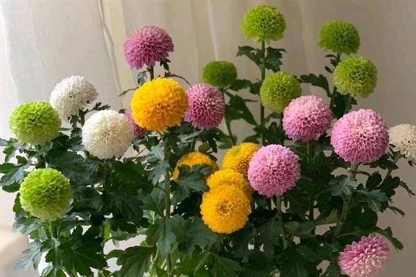 乒乓菊何时播种,选在4月份左右可提高发芽率