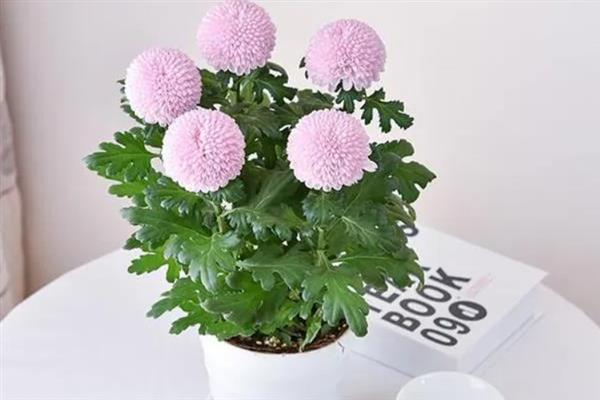 乒乓菊何时播种,选在4月份左右可提高发芽率