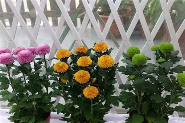 乒乓菊何时播种,选在4月份左右可提高发芽率