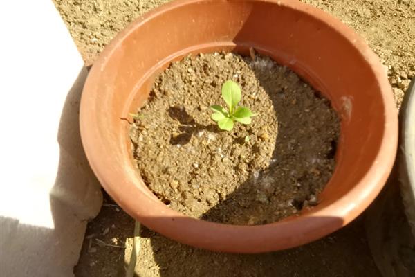 乒乓菊何时播种,选在4月份左右可提高发芽率