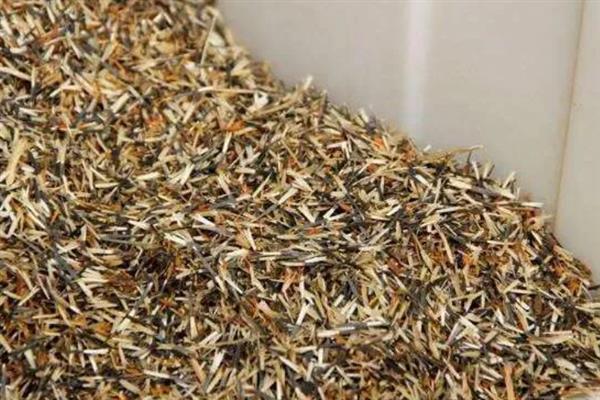 乒乓菊何时播种,选在4月份左右可提高发芽率