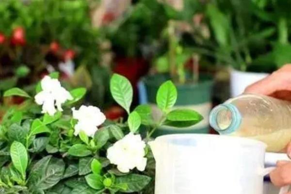 浇花时把自来水变成弱酸性的方法，浇花前可向土壤中滴入无盐白醋