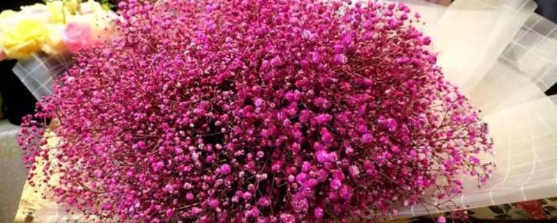 红色满天星有什么花语，代表衬托着你、真挚的爱