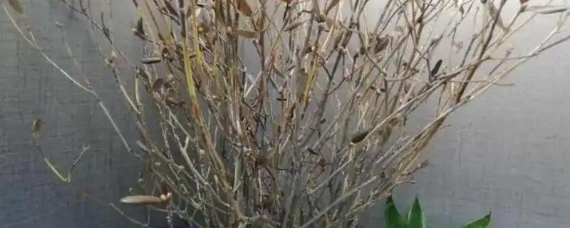 杜鹃干枝如何养殖，每隔7天换一次水