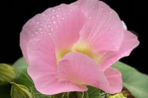 芙蓉花喜欢酸性还是碱性土，喜欢生长在偏酸性的土壤中