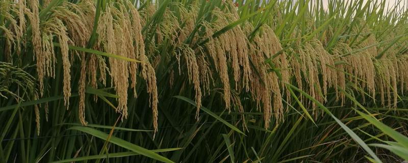 深两优534水稻的产量，平均亩产量为646.16kg
