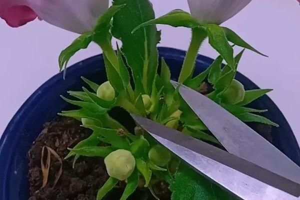 芙蓉花喜欢酸性还是碱性土，喜欢生长在偏酸性的土壤中