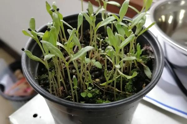 红色满天星有什么花语，代表衬托着你、真挚的爱