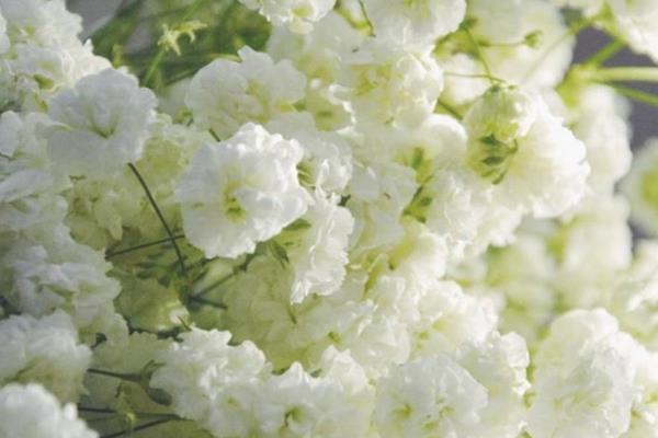 红色满天星有什么花语，代表衬托着你、真挚的爱