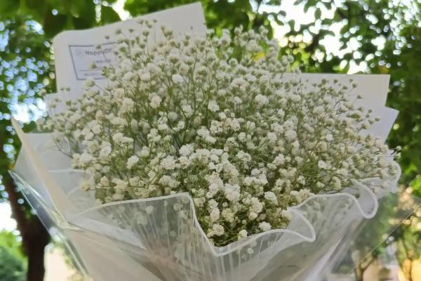 红色满天星有什么花语，代表衬托着你、真挚的爱