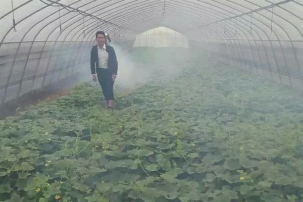 洋香瓜育苗种子处理方法，晒种每隔2小时翻动一次