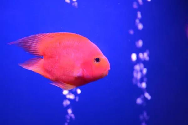 鹦鹉鱼的饲养数量，应根据品种、鱼缸大小等条件做决定
