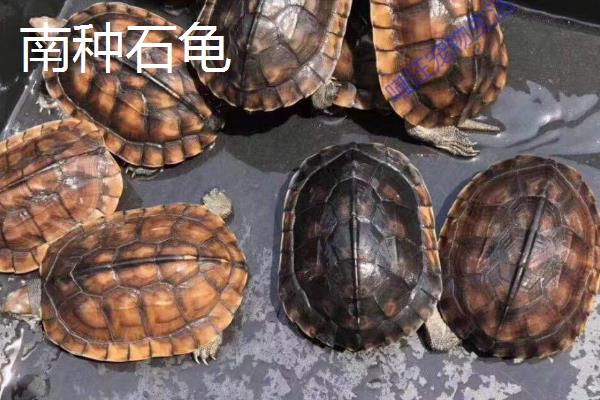 怎么挑选石金钱龟苗，健康灵活的龟苗适合选购
