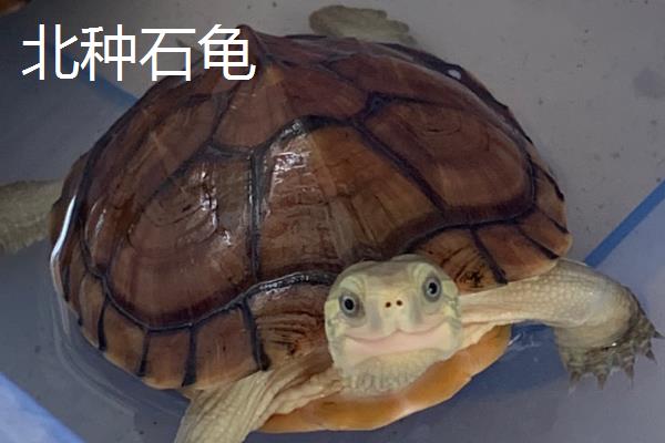怎么挑选石金钱龟苗，健康灵活的龟苗适合选购