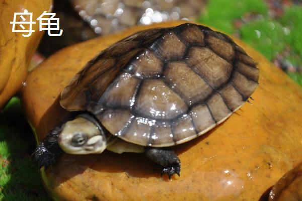 怎么挑选石金钱龟苗，健康灵活的龟苗适合选购