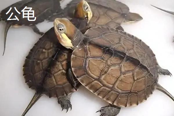 怎么挑选石金钱龟苗，健康灵活的龟苗适合选购