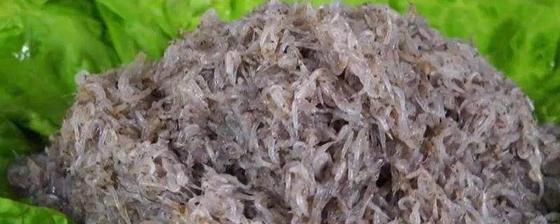 蜢子虾的产地,产地主要是在胶东半岛地区