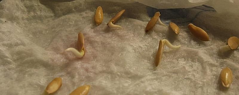 黄瓜种子要不要泡水,黄瓜种子需要浸种