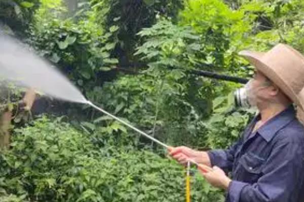 怎么防治枸杞白粉病，清理病残体及落叶并烧毁可抑制病害蔓延