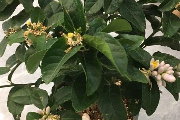 莱姆的简介，一般被叫做青柠、酸柑