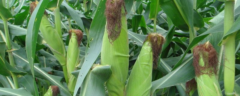 北方玉米播种时间，春季温度回升至7-8℃便可种植春玉米