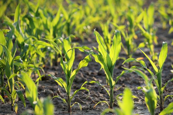 北方玉米播种时间，春季温度回升至7-8℃便可种植春玉米