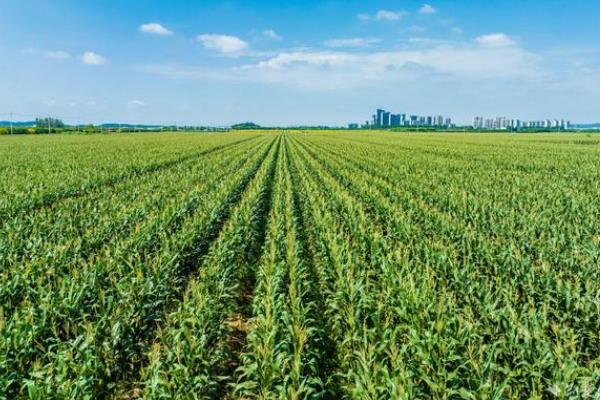北方玉米播种时间，春季温度回升至7-8℃便可种植春玉米