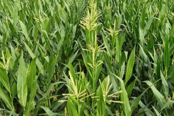 北方玉米播种时间，春季温度回升至7-8℃便可种植春玉米