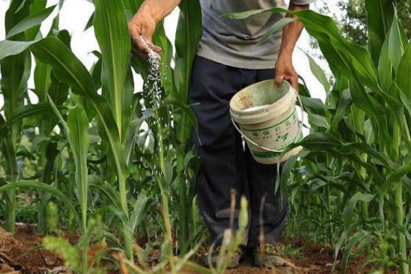 北方玉米播种时间，春季温度回升至7-8℃便可种植春玉米