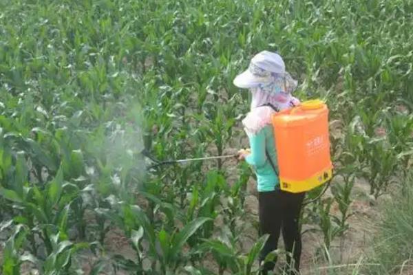 北方玉米播种时间，春季温度回升至7-8℃便可种植春玉米