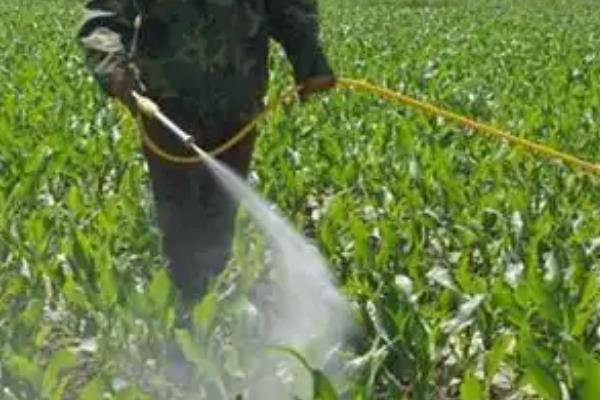 北方玉米播种时间，春季温度回升至7-8℃便可种植春玉米