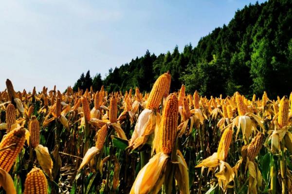 北方玉米播种时间，春季温度回升至7-8℃便可种植春玉米