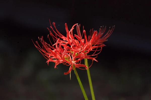 赤团花的简介，一般是指彼岸花