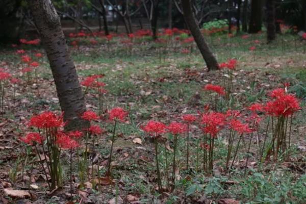 赤团花的简介，一般是指彼岸花