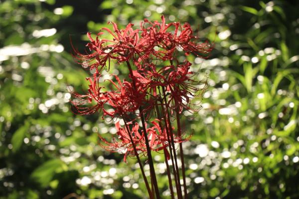 赤团花的简介，一般是指彼岸花