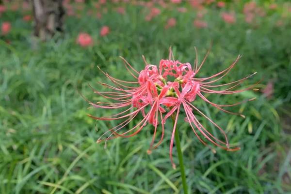 赤团花的简介，一般是指彼岸花