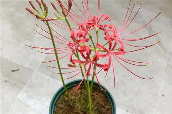 赤团花的简介，一般是指彼岸花